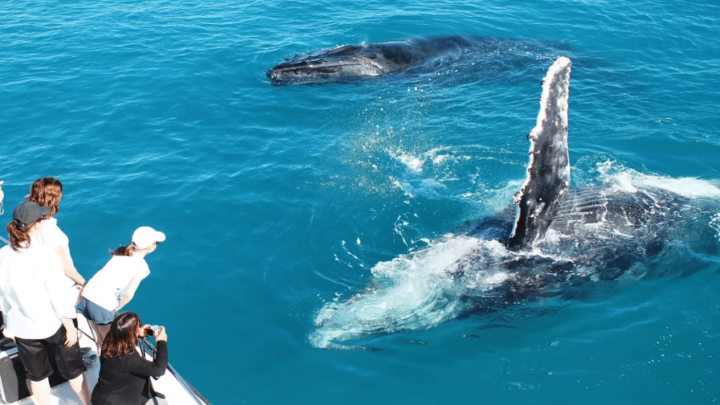Broome Whale Watching