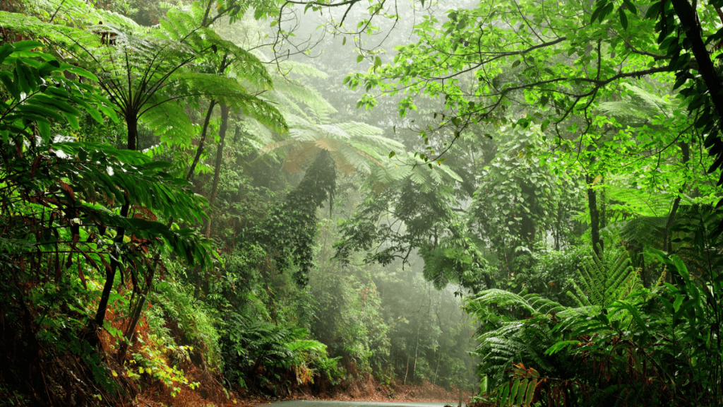 Daintree National Park