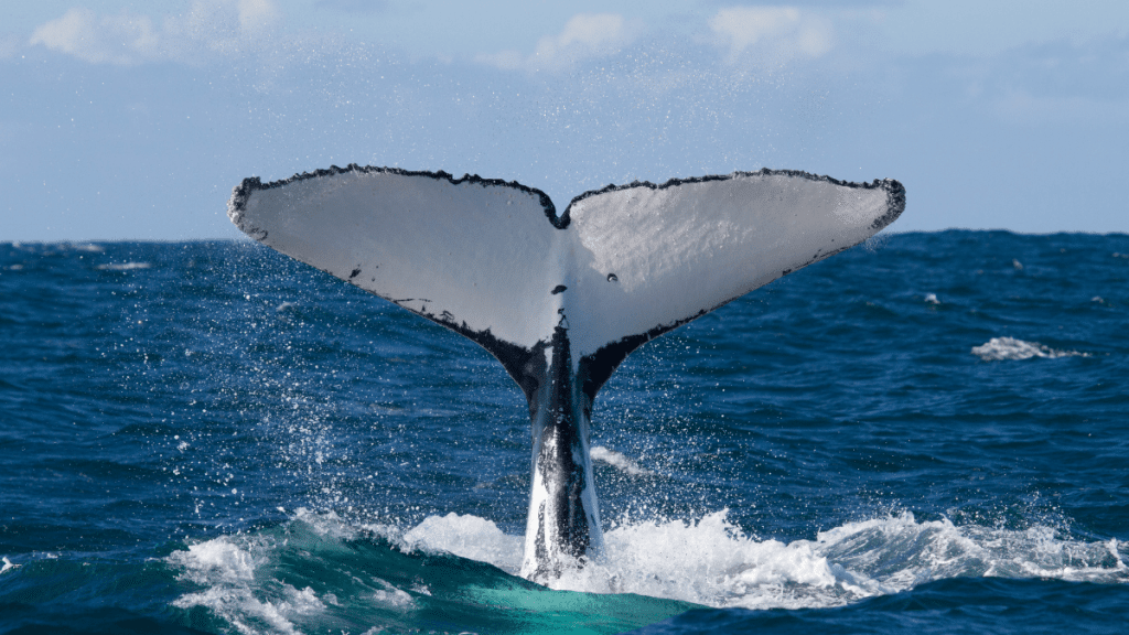Humpback Whale's Tail