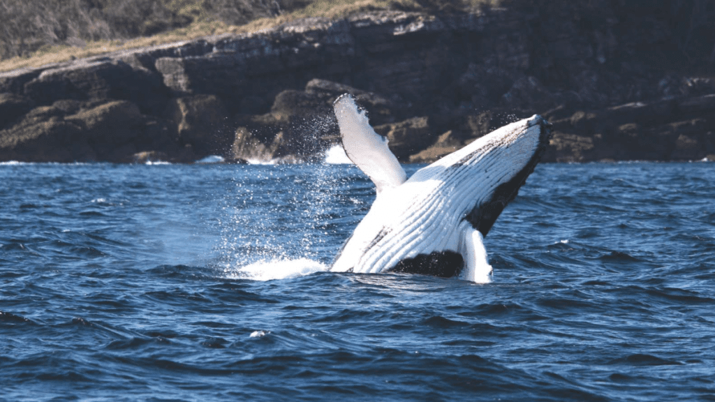 Jervis Bay Wild
