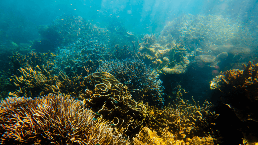 Ningaloo Reef
