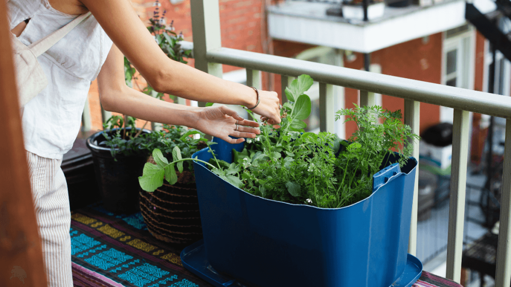 Urban Gardening