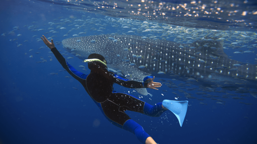Whale Sharks in Australia