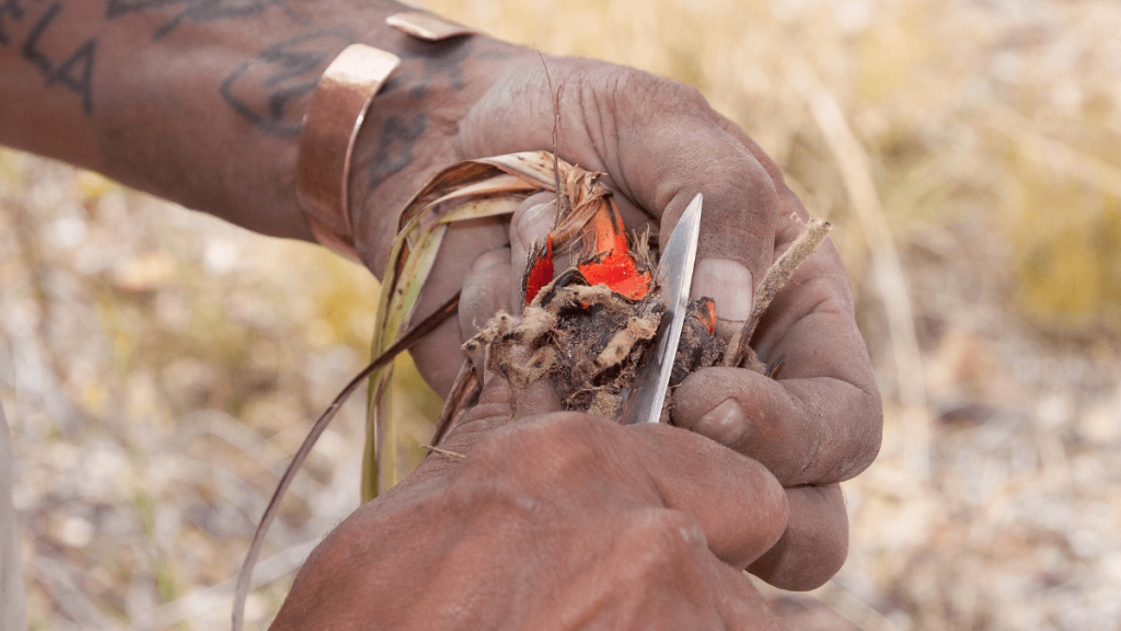 Bush Tucker Demonstration