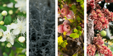 Collage of Australian Native Ingredients