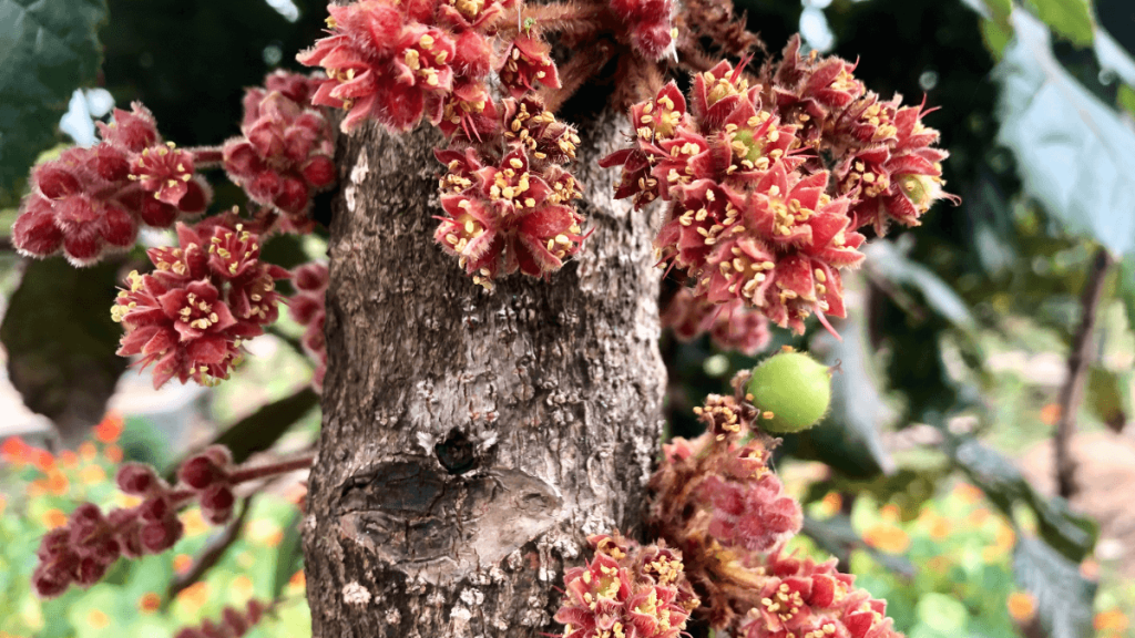 Davidson’s Plum
