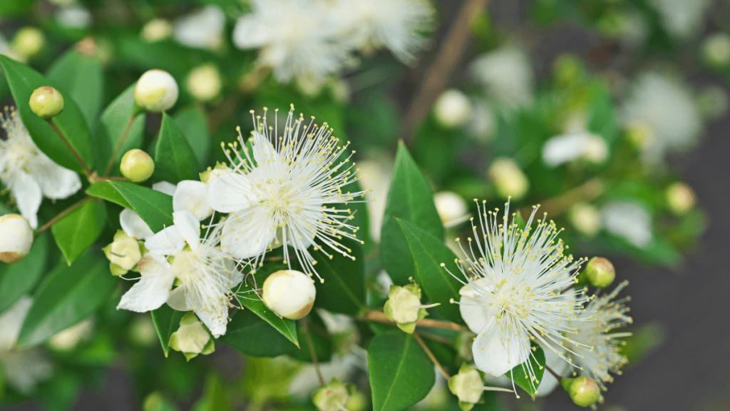 Lemon Myrtle