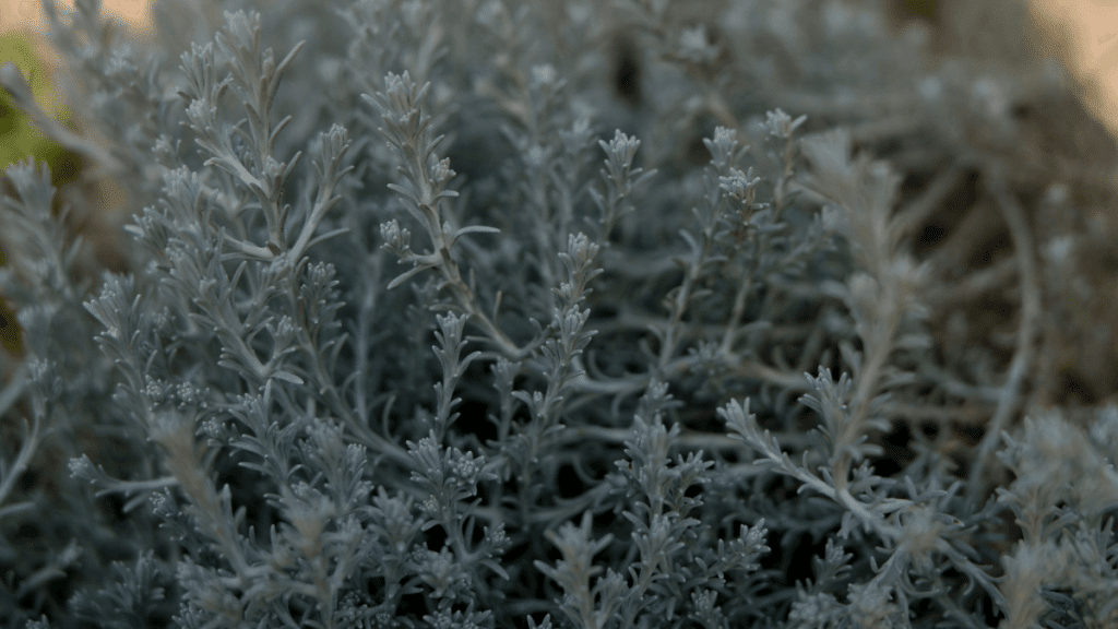 Saltbush